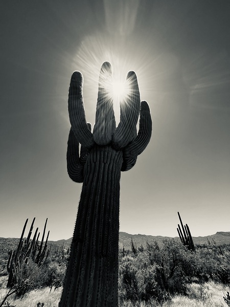 God Passing Though A Saguaro by Kelly Ricard