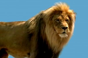 King Of The Forest