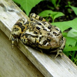 Froggy went-a courtin