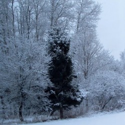 Winter Silence