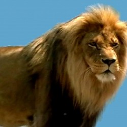 King Of The Forest