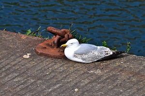 85. Dock Cleat and Friend