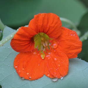 71. Maine Nasturtium