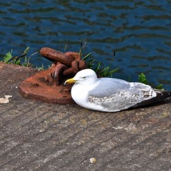 85. Dock Cleat and Friend