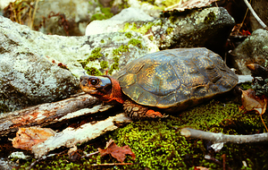 Wood Turtle