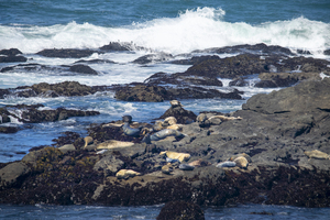 Basking Pacific Harbor Seals