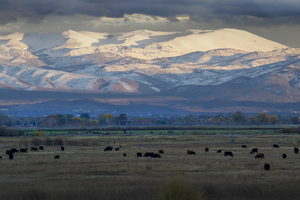 Cattle Grazing in the Eastern Sierra Nevada