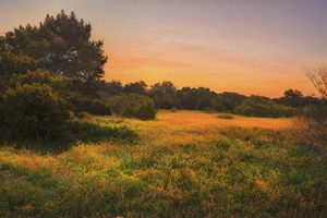 Coastal Meadows Sunset D