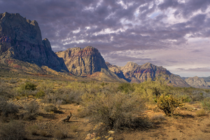 Desert Wall
