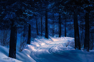FOREST ROAD NIGHT