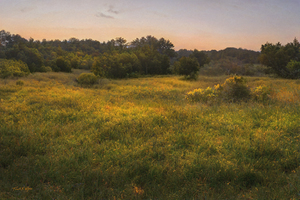 Golden Coastal Meadows D