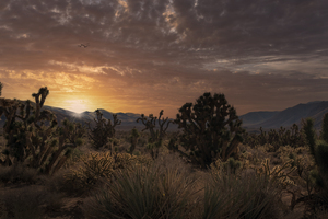 Last Light In The Desert