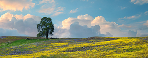 Lone Oak Spring Bloom P