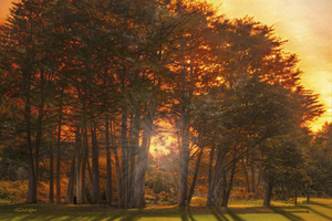 Monterey Cyprus Grove at Sunset D