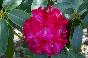 Nova Zembla Rhododendron