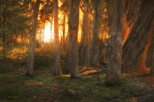 Sunset In The Forest