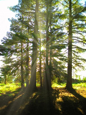 Back Lit Trees 