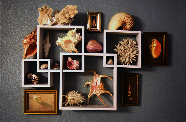 The Shell Collection by Frank Wilson