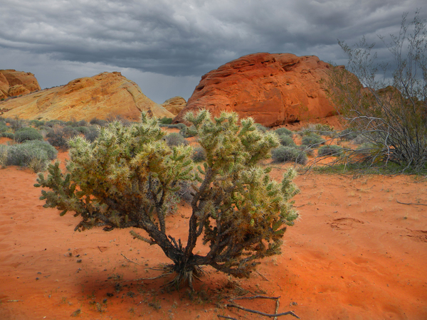 Desert Cholla Cactus by Frank Wilson