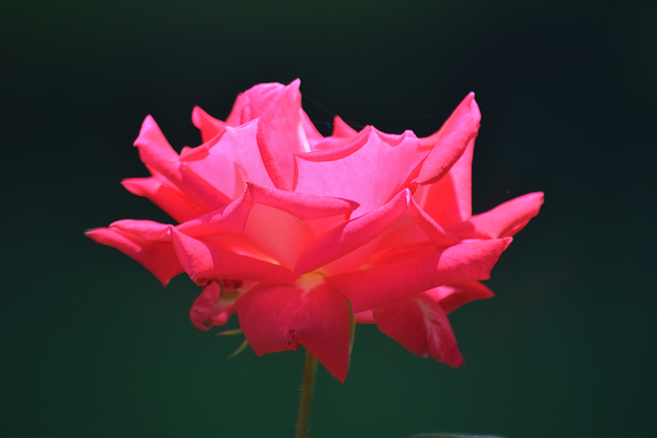 Glowing Pink Rose Print
