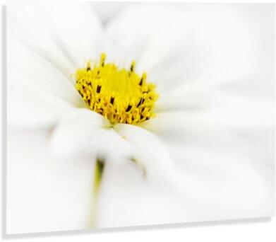 Simply White Canvas Print
