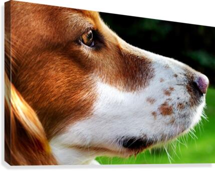 Cocker Spaniel Up Close Canvas Print