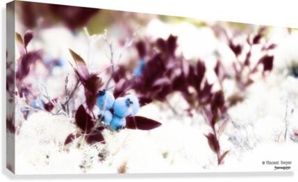 Winter BlueBerries Canvas Print