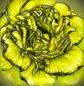Withering Yellow Rose