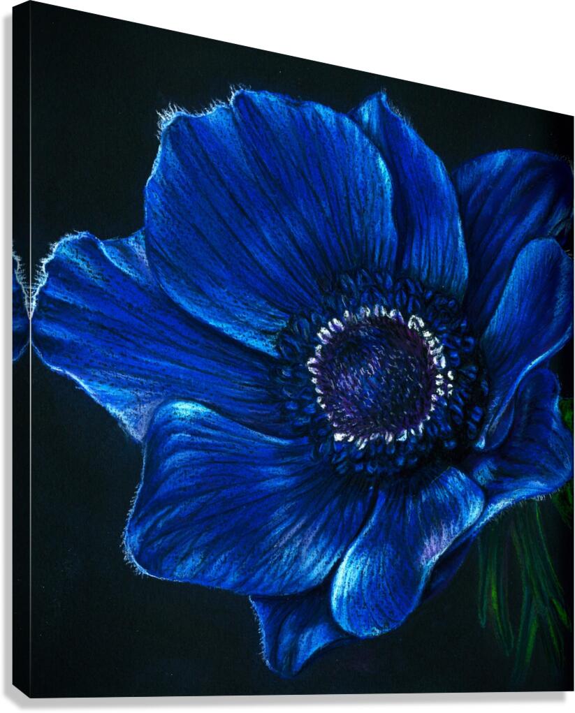Blue Anemone Canvas Print