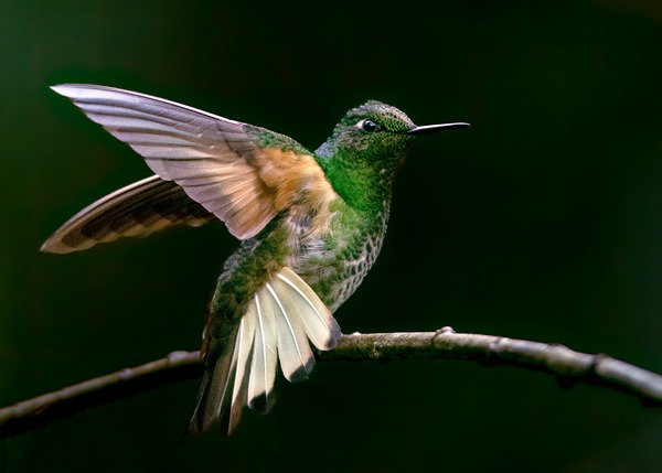 Buff Tailed Coronet Hummingbird Print