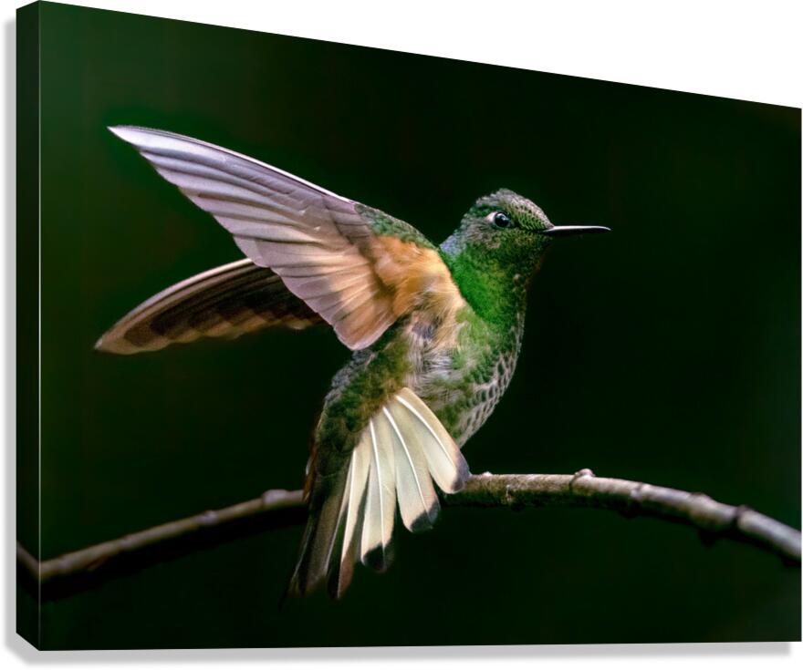 Buff Tailed Coronet Hummingbird Canvas Print