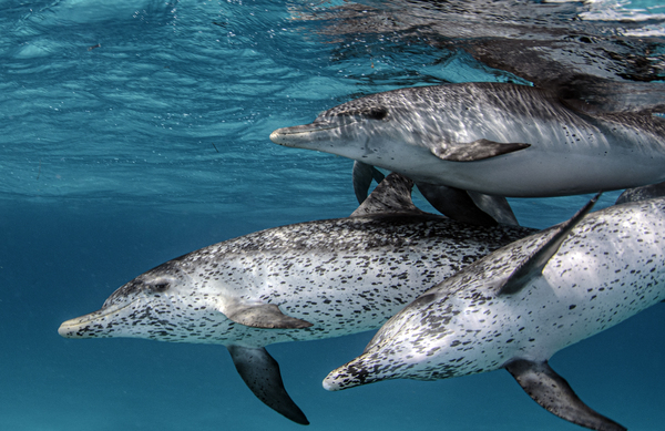 We Are Family by steven anderson