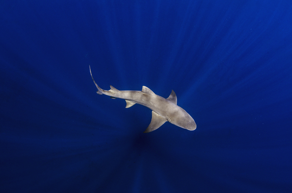 Reflections by steven anderson