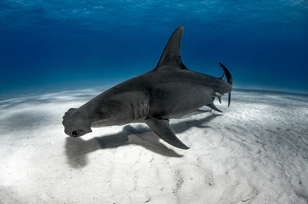 Hammer Down by steven anderson