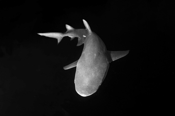 On Point by steven anderson