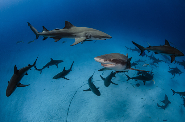 Escort by steven anderson