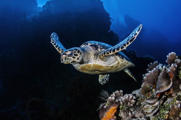 Drifting by steven anderson