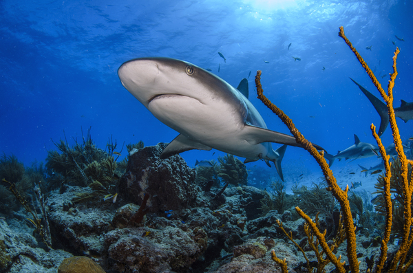 The Pass by steven anderson