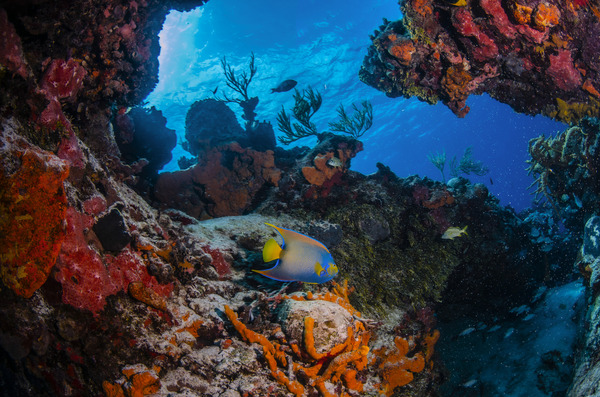 Queens Fortress by steven anderson