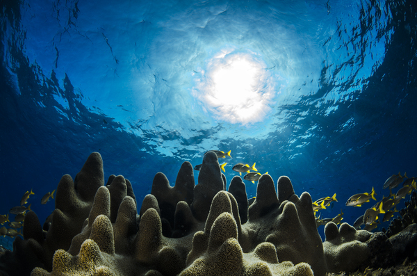 Hurry Sundown by steven anderson