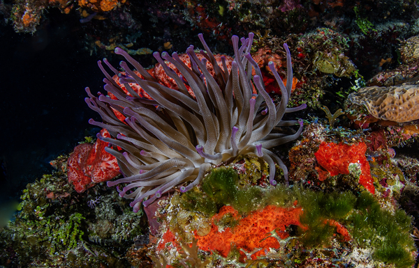 Feelie by steven anderson