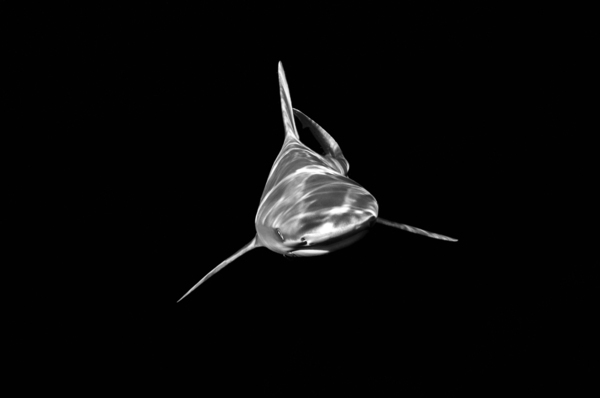 Headon by steven anderson