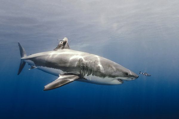 Friends by steven anderson