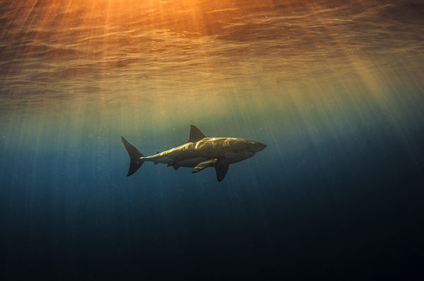 Golden Hour by steven anderson