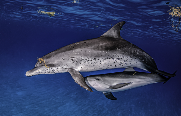 Motherly Love by steven anderson