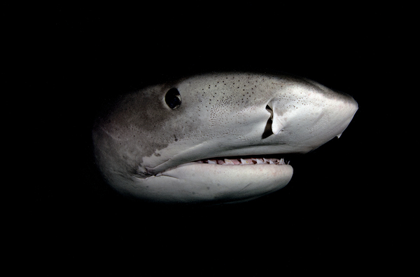 Profiling by steven anderson