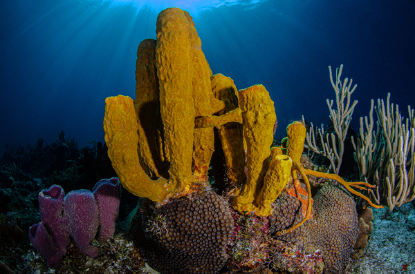 Garden of Color by steven anderson