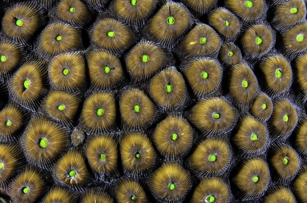 Candy by steven anderson