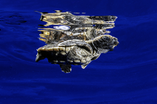 First Swim by steven anderson