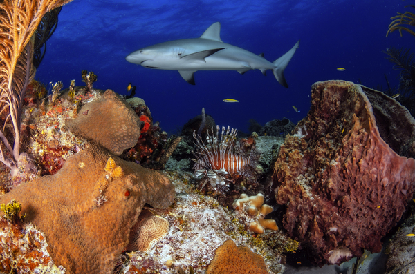 Under Cover by steven anderson